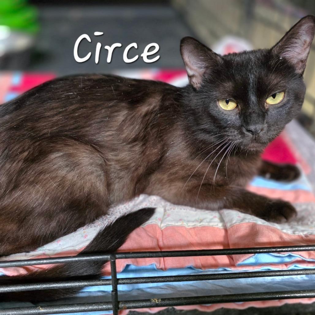 Enlarge Circe, a Adoptable Domestic Short Hair in Waldorf, MD image 2/3