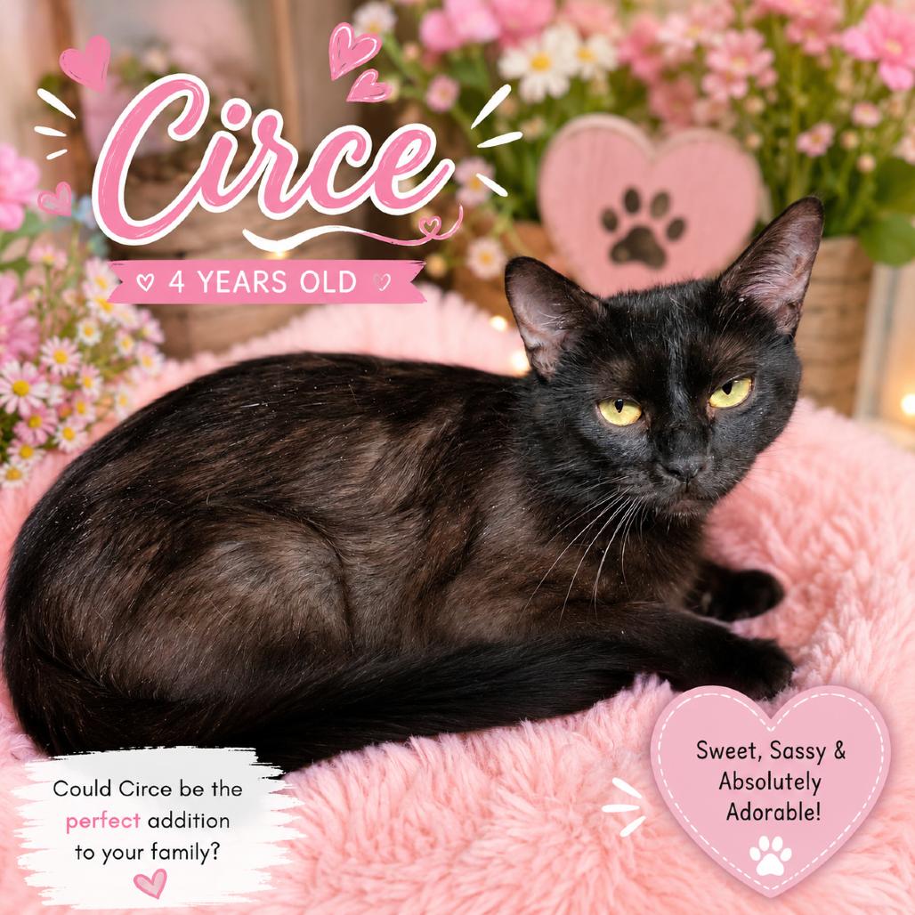 Enlarge Circe, a Adoptable Domestic Short Hair in Waldorf, MD image 3/3