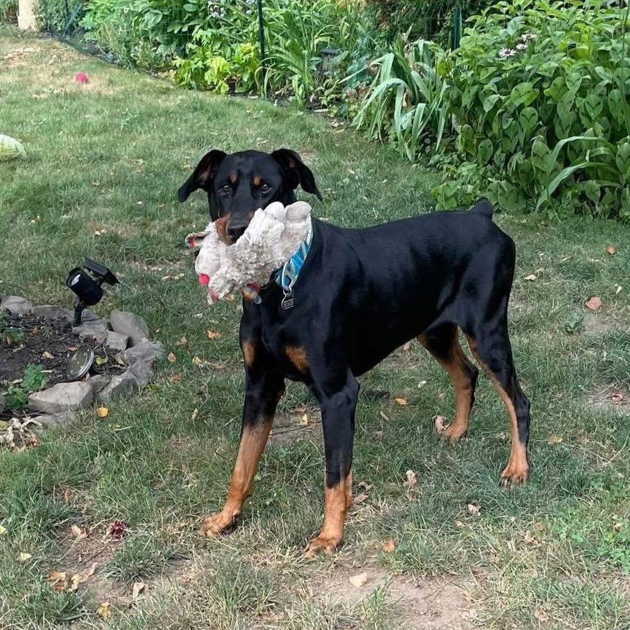 Diesel, Adoptable, Adult Male Doberman Pinscher.