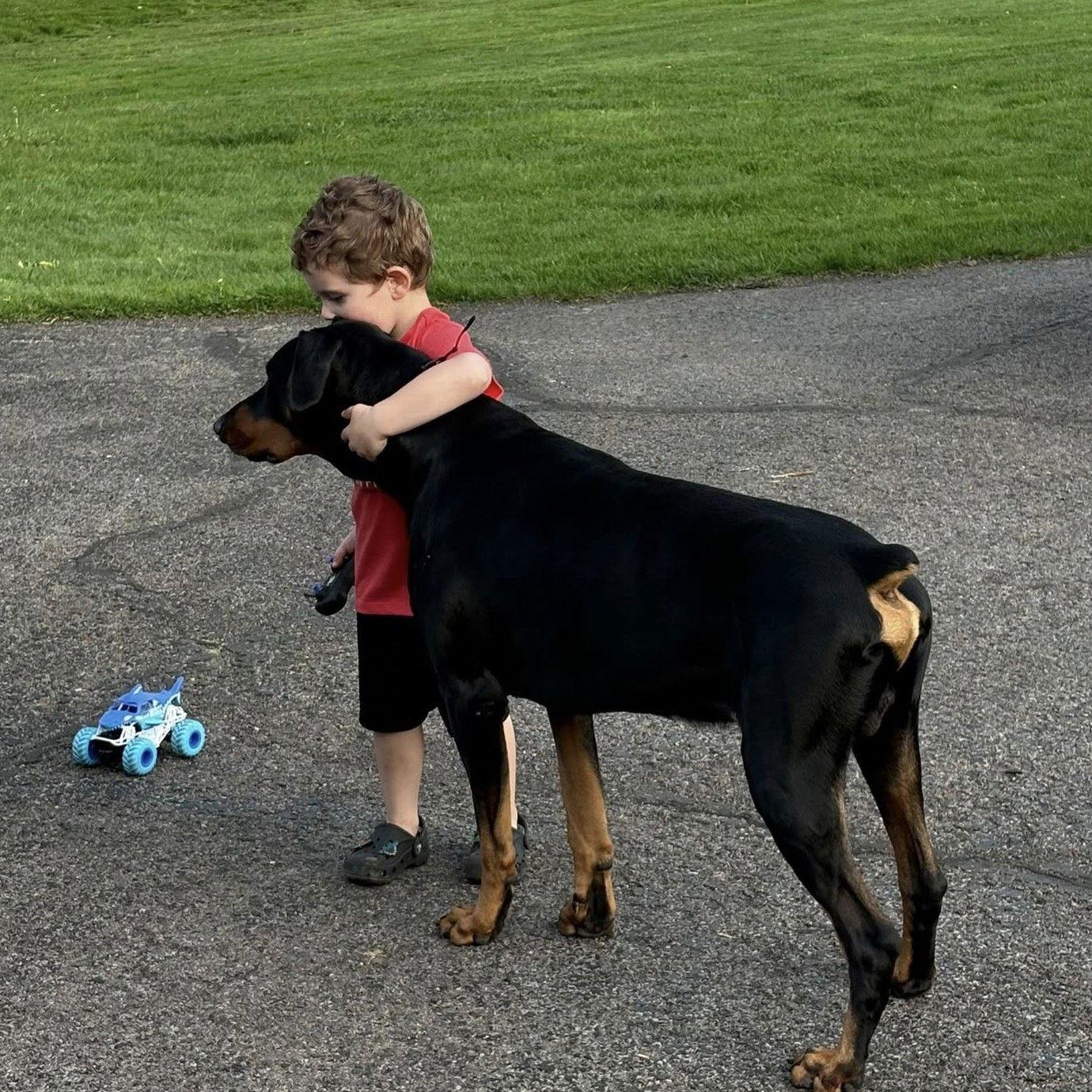 Diesel, a Adoptable Doberman Pinscher image 2/3