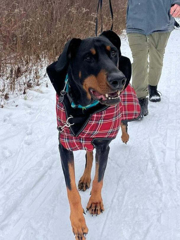 Enlarge Diesel, a Adoptable Doberman Pinscher in Rochester, NY image 1/3