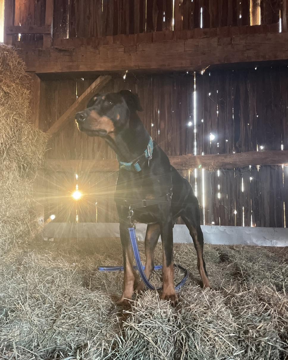 Diesel, a Adoptable Doberman Pinscher image 3/3