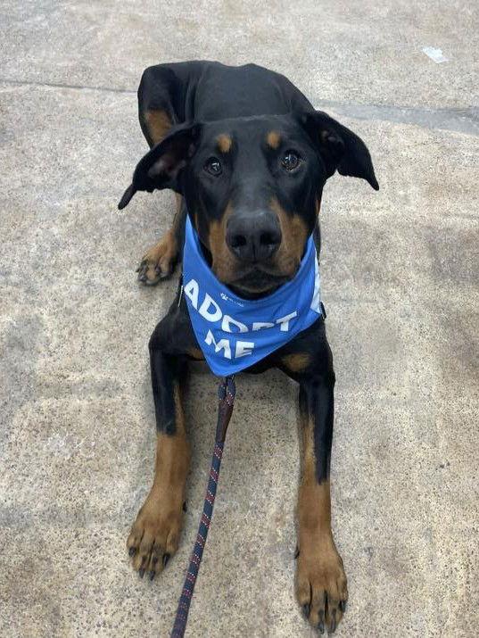 Enlarge Diesel, a Adoptable Doberman Pinscher in Rochester, NY image 2/3