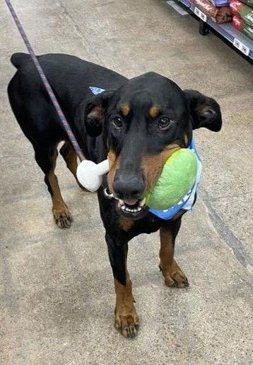 Enlarge Diesel, a Adoptable Doberman Pinscher in Rochester, NY image 3/3