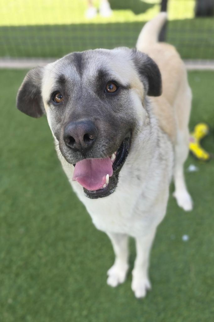 Leon, Adoptable, Young Male Anatolian Shepherd.