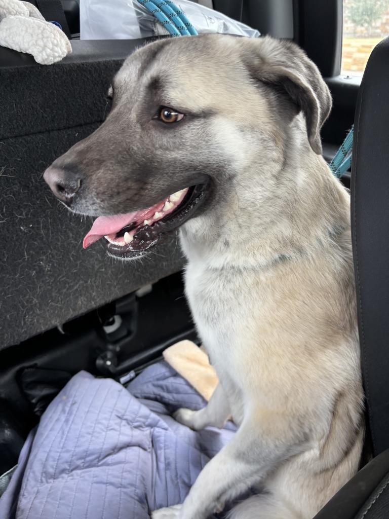 Leon, Adoptable, Young Male Anatolian Shepherd.