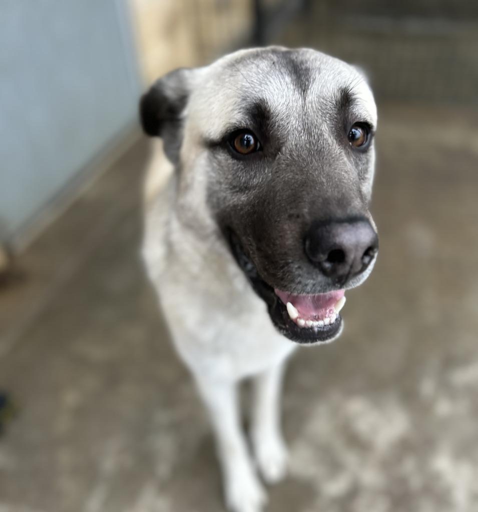 Enlarge Leon, a Adoptable Anatolian Shepherd in Little Elm, TX image 2/2