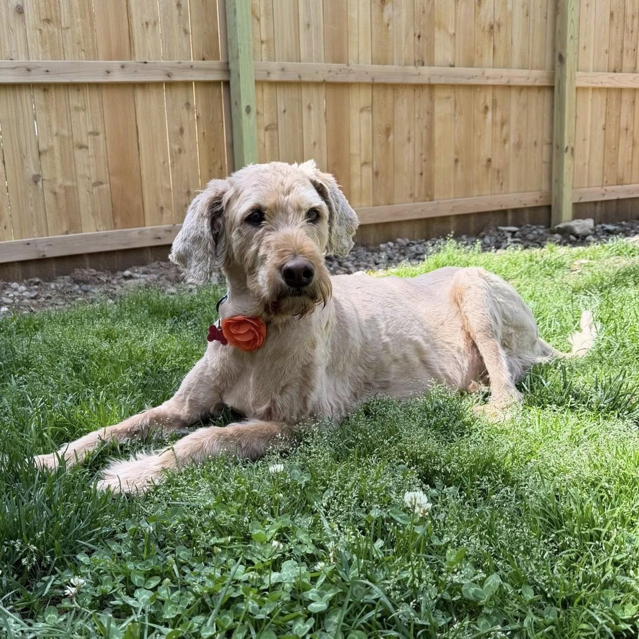 Maybel, a ADOPTABLE Labradoodle in Shawnee, KS image 2/3