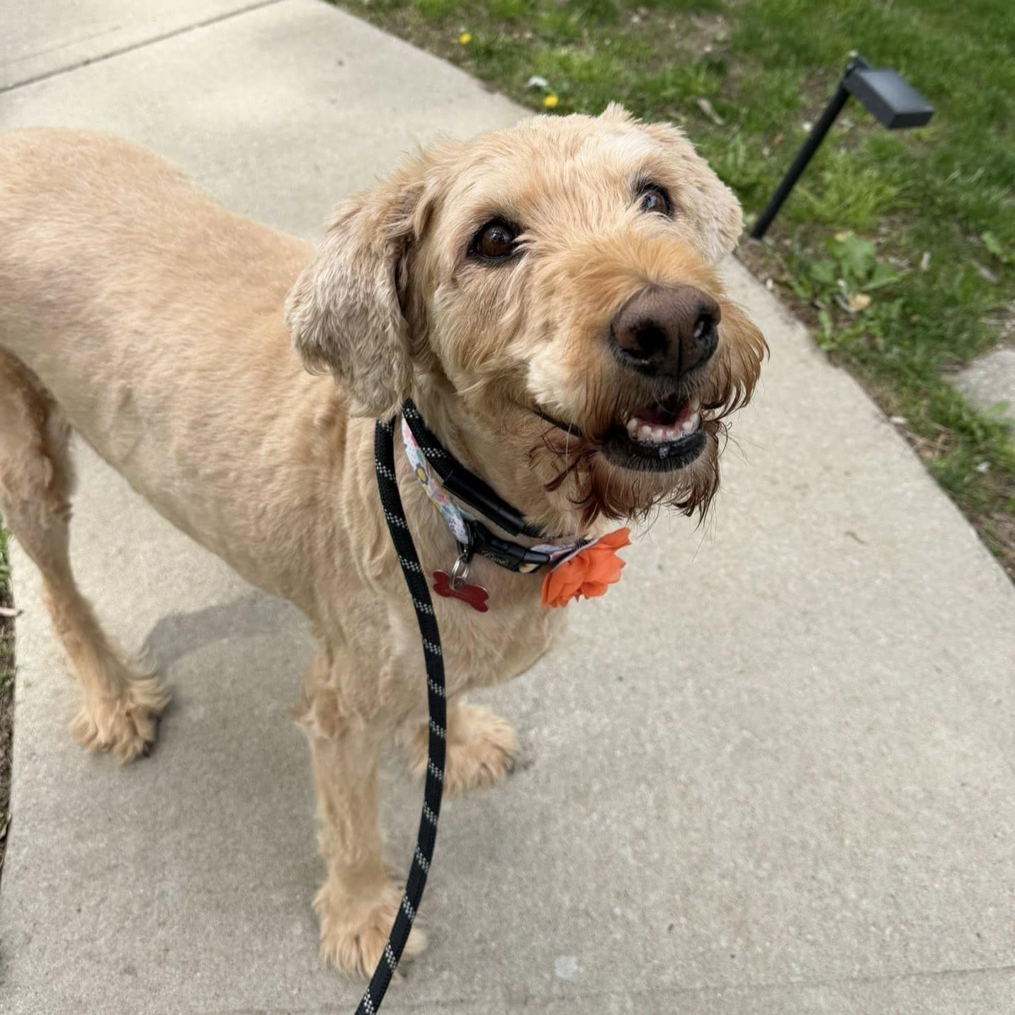 Maybel, a ADOPTABLE Labradoodle in Shawnee, KS image 1/3