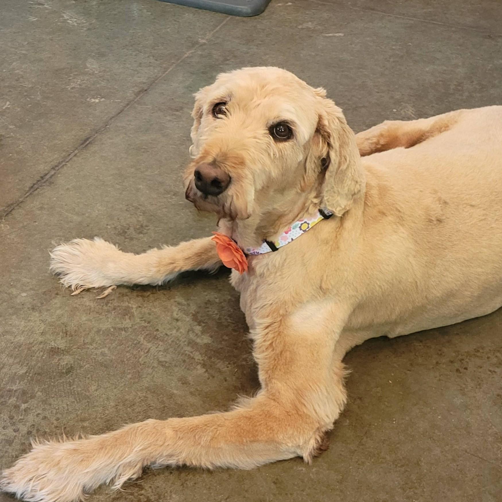 Maybel, a ADOPTABLE Labradoodle in Shawnee, KS image 3/3