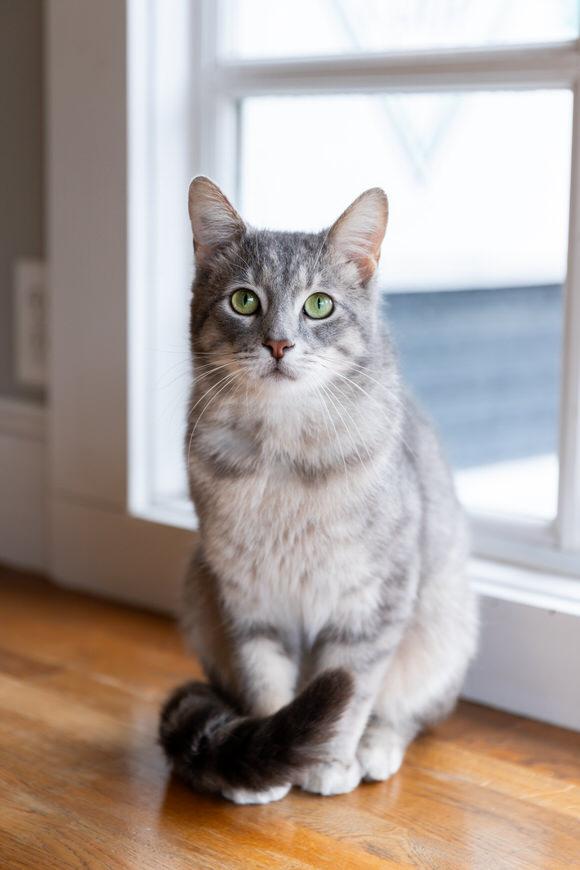 Enlarge Chad, a Adoptable Domestic Short Hair in Dayton, OH image 1/3