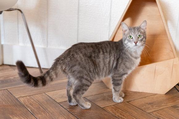 Enlarge Chad, a Adoptable Domestic Short Hair in Dayton, OH image 2/3