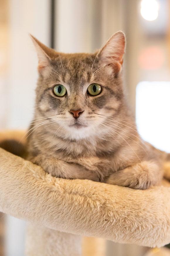 Enlarge Chad, a Adoptable Domestic Short Hair in Dayton, OH image 3/4