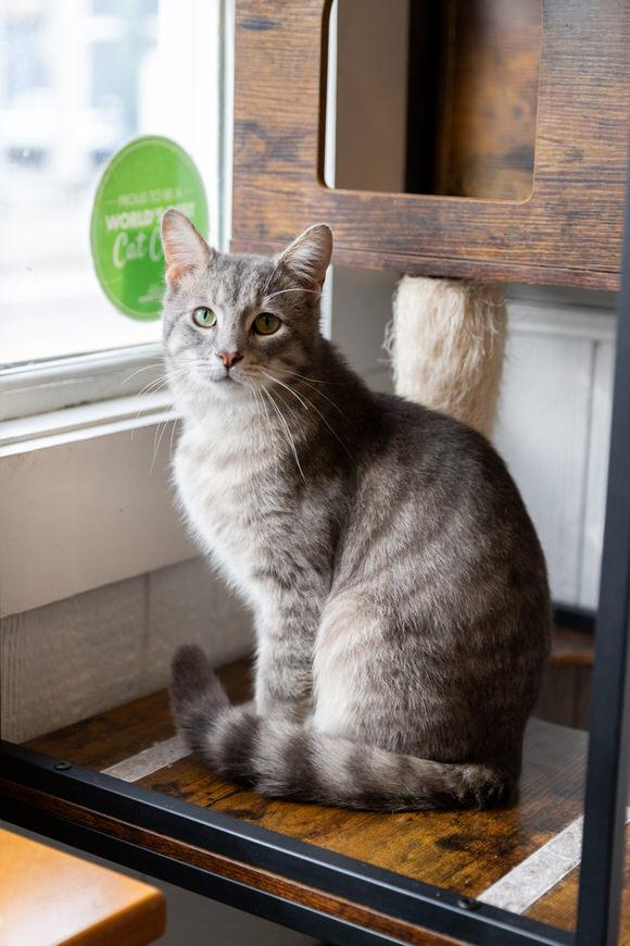 Enlarge Chad, a Adoptable Domestic Short Hair in Dayton, OH image 3/3