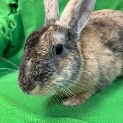 Collins, a ADOPTABLE mixed breed in Haltom City, TX image 3/4
