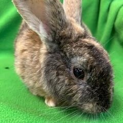 Collins, ADOPTABLE, Adult Male Bunny Rabbit.