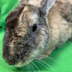 Collins, a ADOPTABLE mixed breed in Haltom City, TX image 2/4