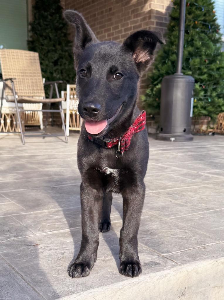 Enlarge Puffin, a Adoptable mixed breed in East Hartford, CT image 1/6