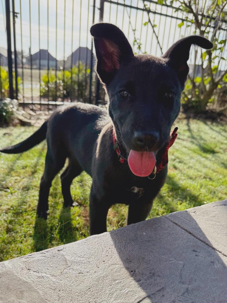 Enlarge Puffin, a Adoptable mixed breed in East Hartford, CT image 2/6