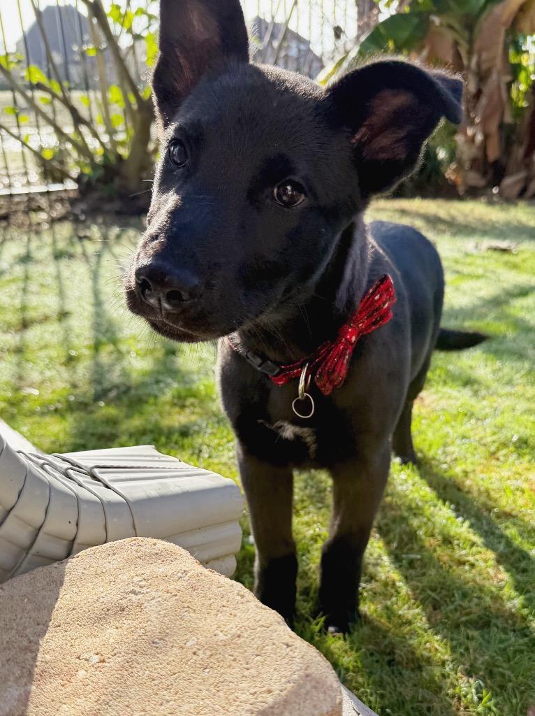 Enlarge Puffin, a Adoptable mixed breed in East Hartford, CT image 4/6