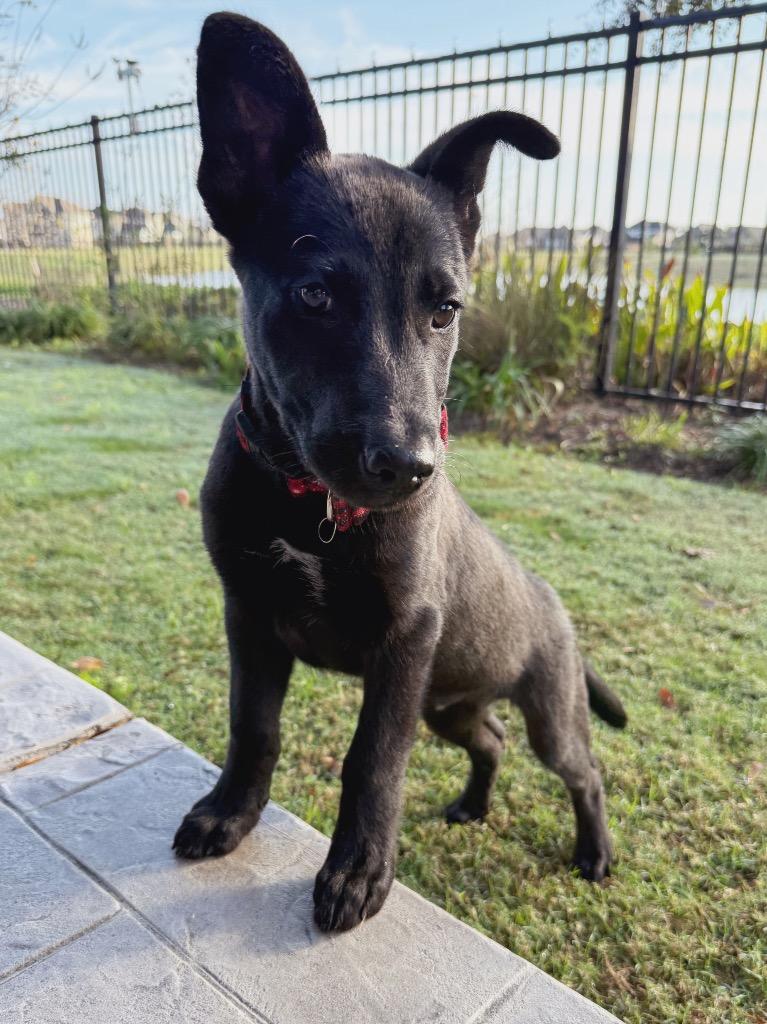 Enlarge Puffin, a Adoptable mixed breed in East Hartford, CT image 5/6