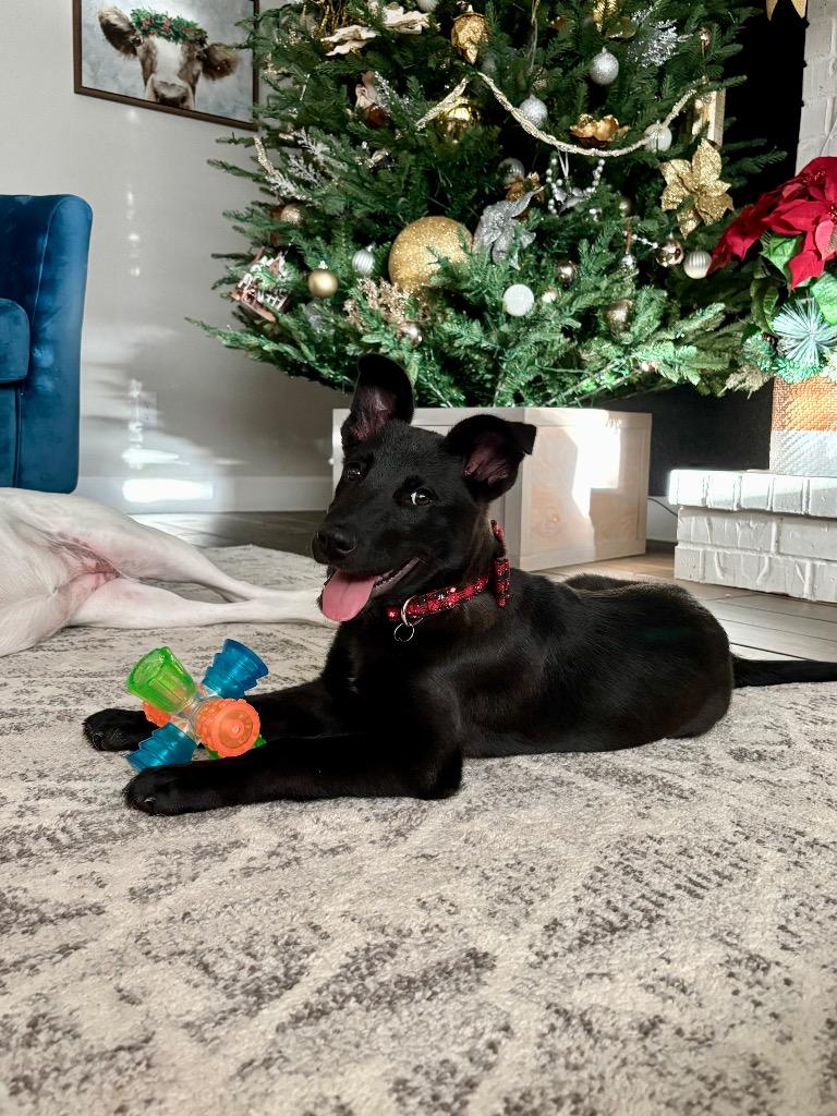 Enlarge Puffin, a Adoptable mixed breed in East Hartford, CT image 6/6