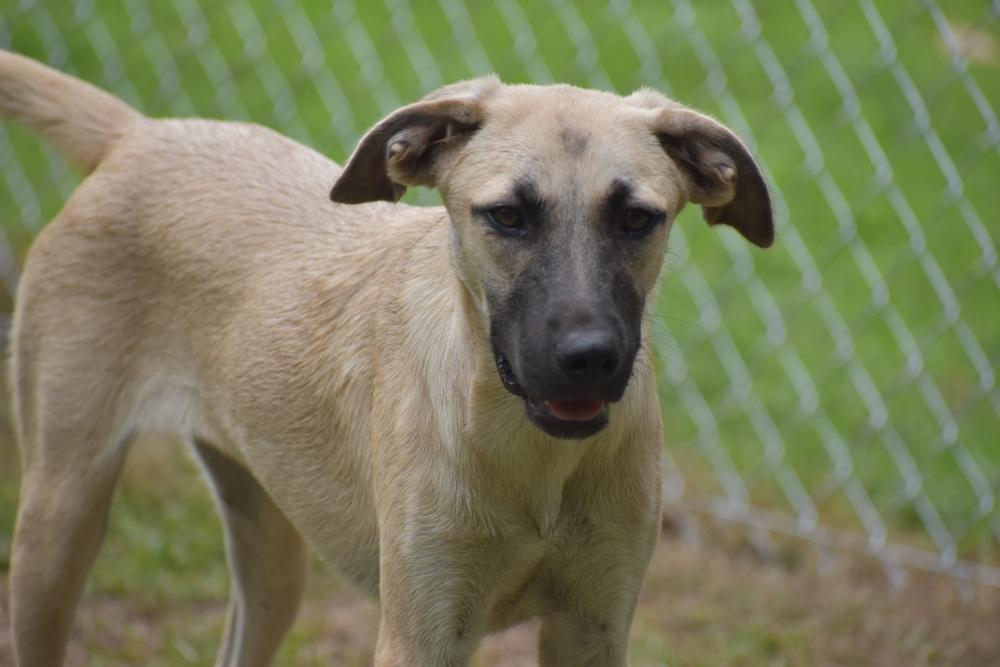 Enlarge Daisy, a Adoptable mixed breed in Newton, TX image 1/2