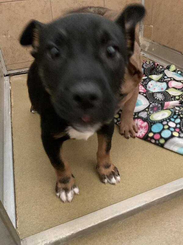 Farrah, Adoptable, Young Female Mixed Breed.