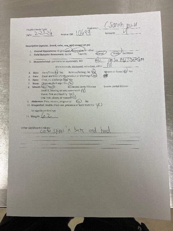 Farrah, Adoptable, Young Female Mixed Breed.