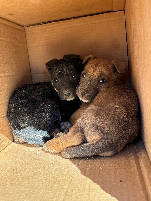 Enlarge Farrah, a Adoptable Mixed Breed in Hobbs, NM image 3/3