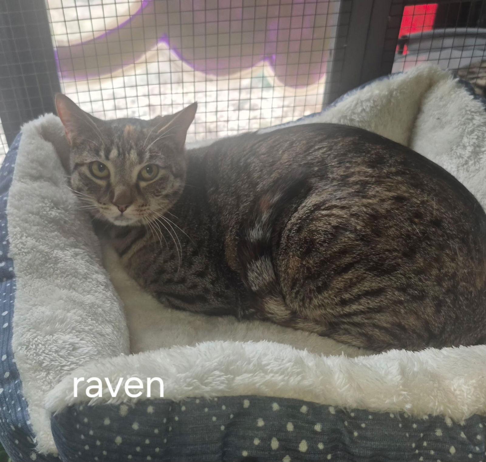 Enlarge Raven, a Adoptable Domestic Short Hair in Oviedo, FL image 1/2