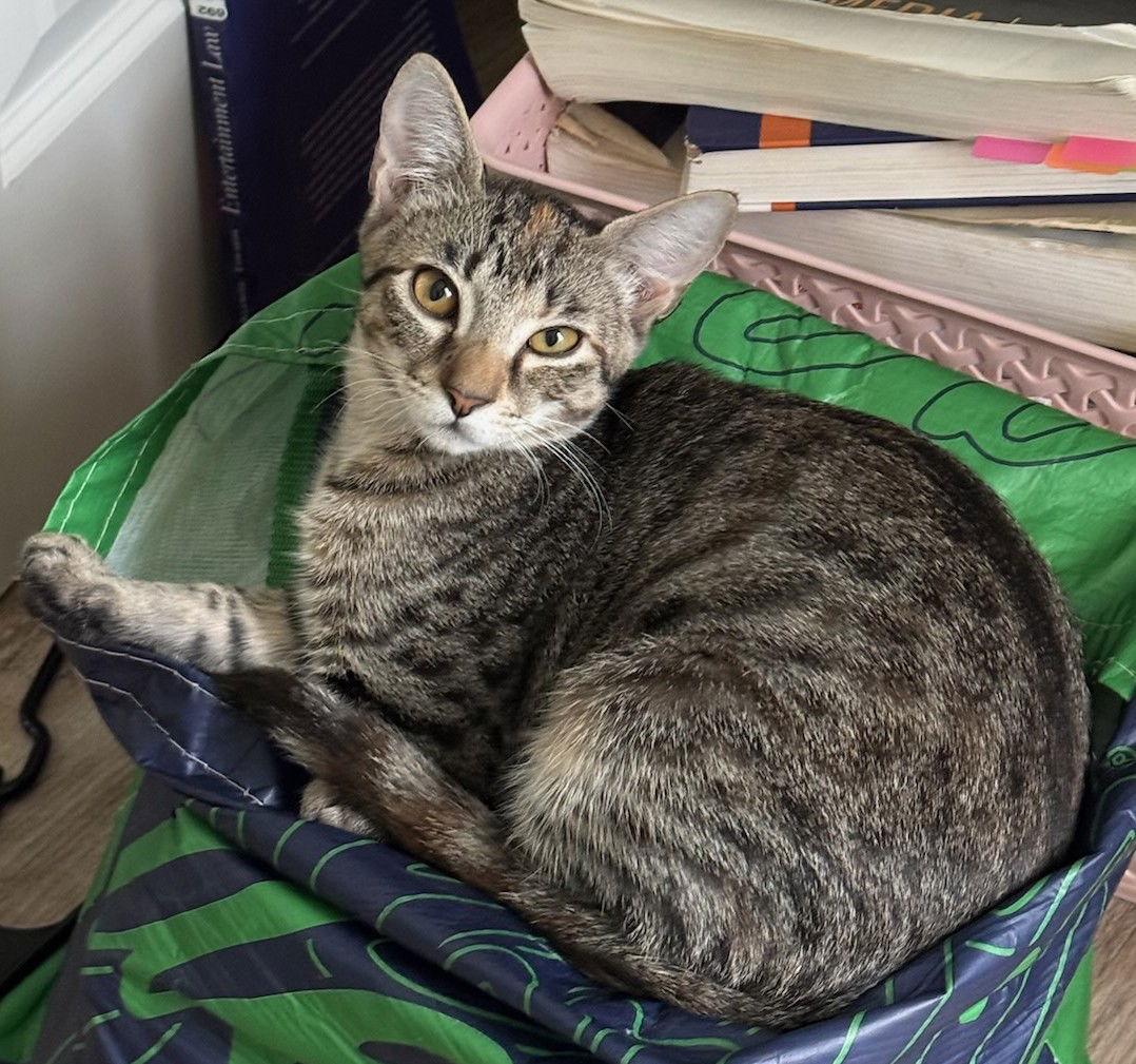 Raven, Adoptable, Kitten Female Domestic Short Hair.