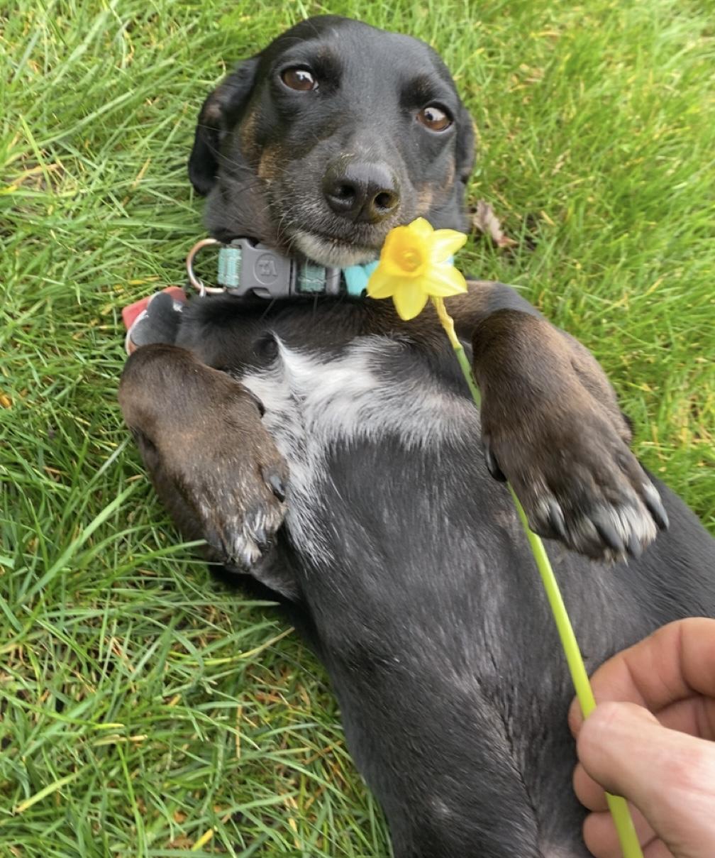 Jack, Adoptable, Adult Male Dachshund.