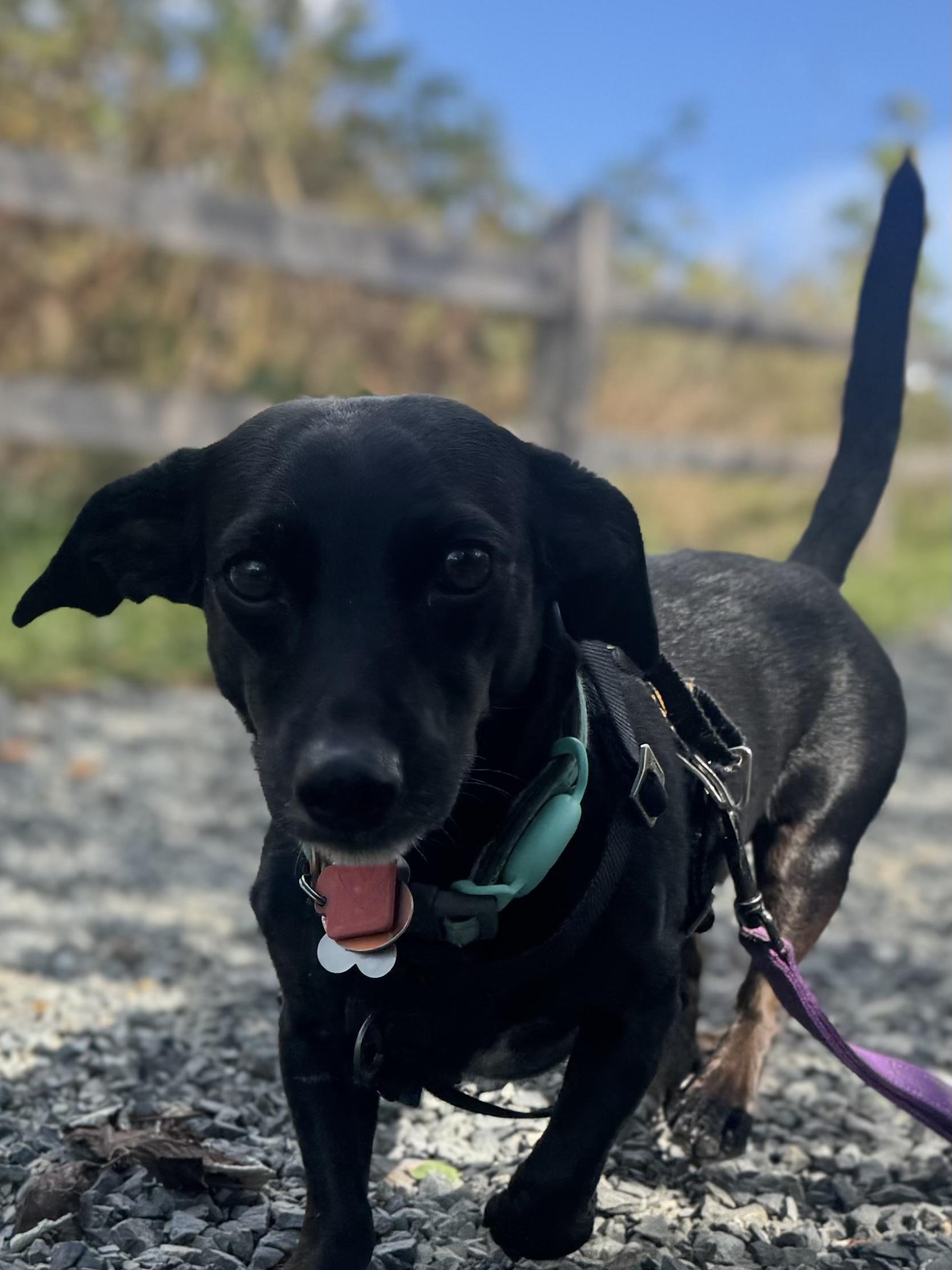 Enlarge Jack, a Adoptable Dachshund in Portland, OR image 4/4