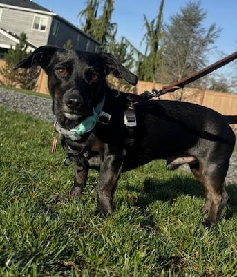 Enlarge Jack, a Adoptable Dachshund in Portland, OR image 4/6