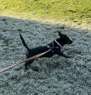 Enlarge Jack, a Adoptable Dachshund in Portland, OR image 6/6