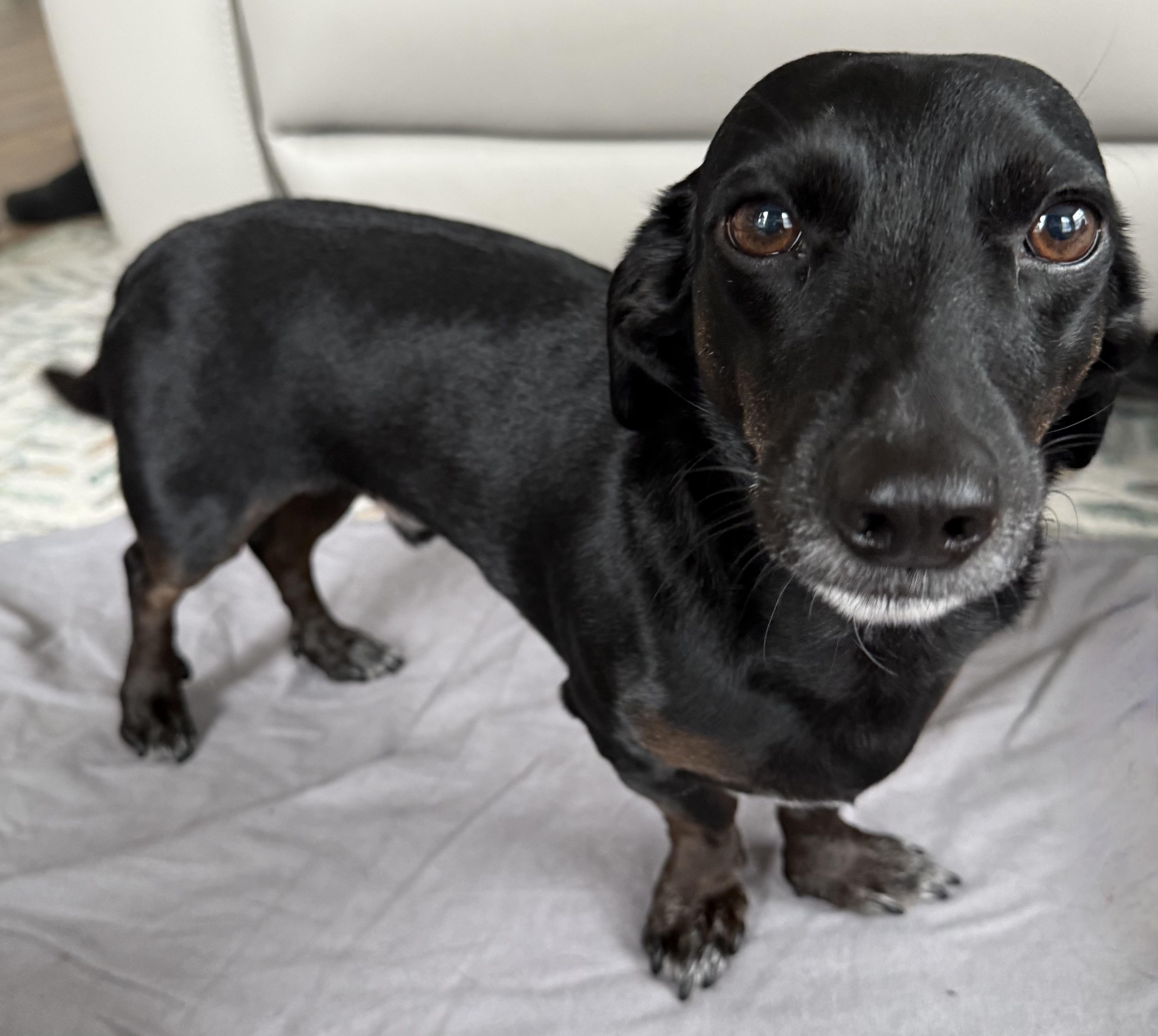 Enlarge Jack, a Adoptable Dachshund in Portland, OR image 3/4