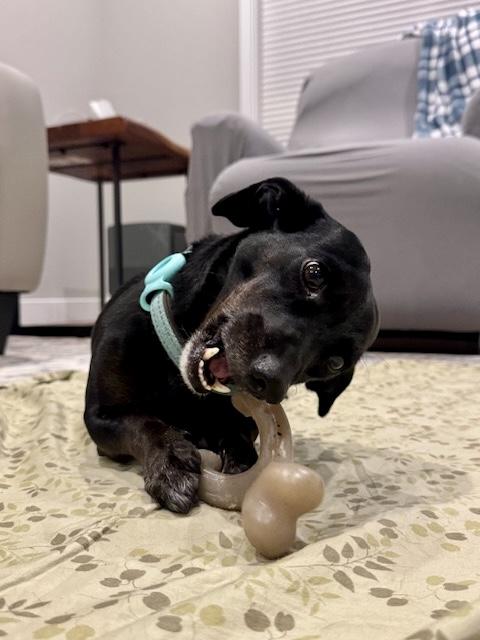 Enlarge Jack, a Adoptable Dachshund in Portland, OR image 5/6