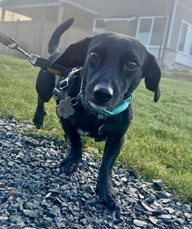 Enlarge Jack, a Adoptable Dachshund in Portland, OR image 1/6