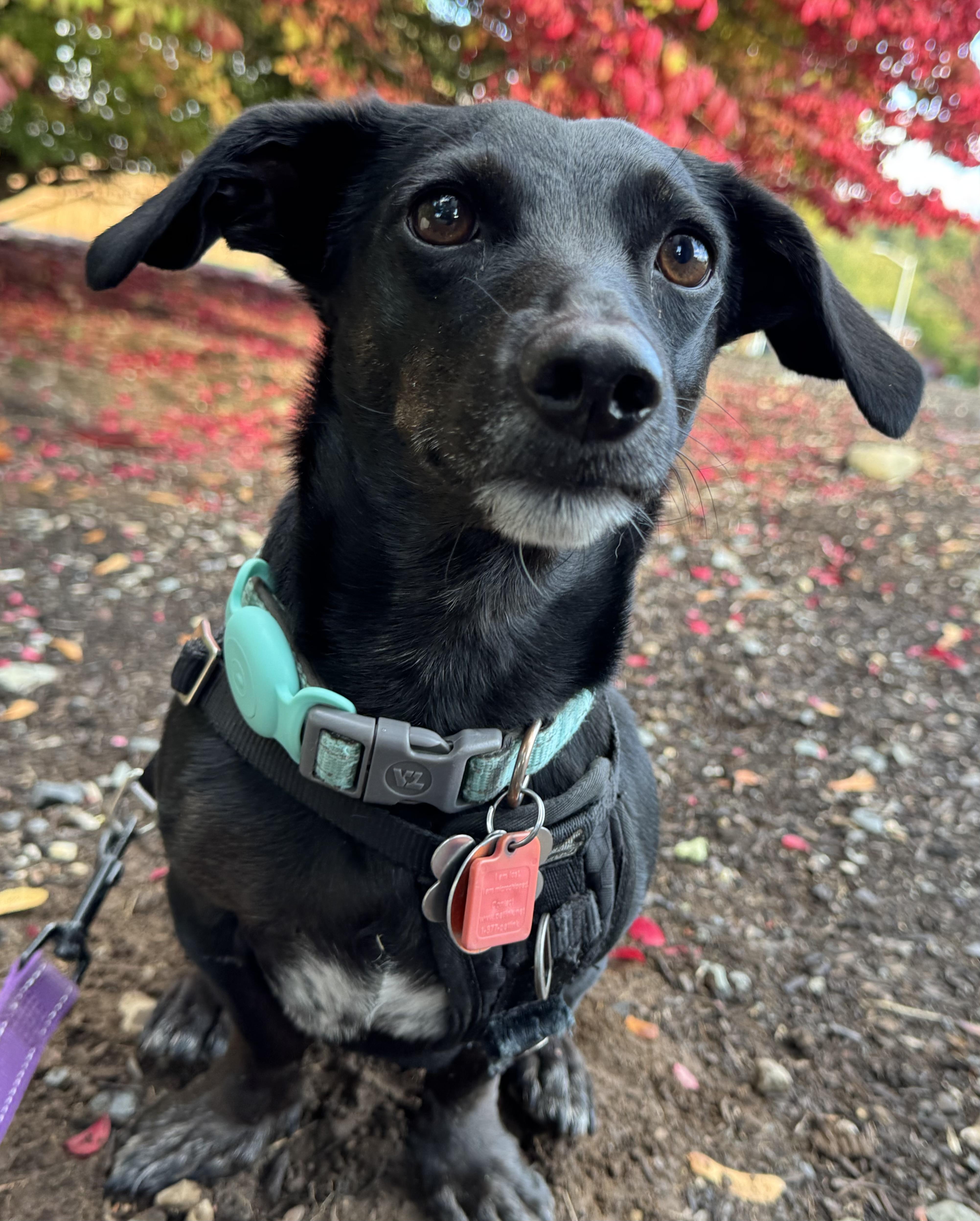 Enlarge Jack, a Adoptable Dachshund in Portland, OR image 2/4