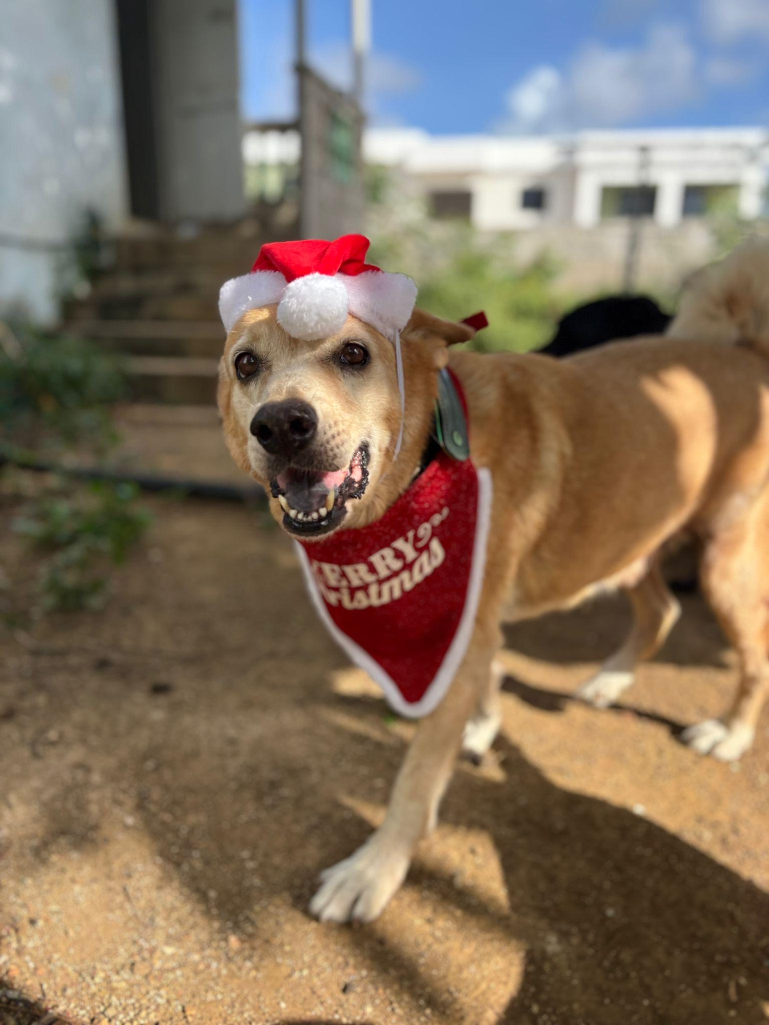 Enlarge Floppi, an adopted mixed breed in Marietta, GA image 5/5