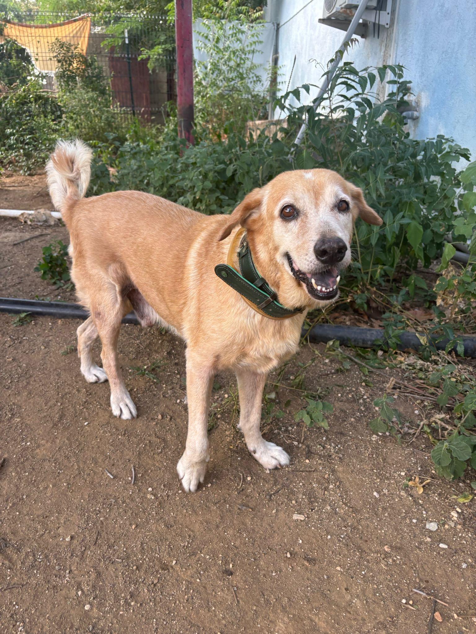 Enlarge Floppi, an adopted mixed breed in Marietta, GA image 2/5