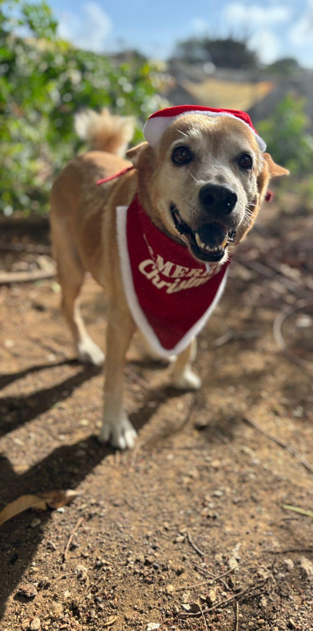 Enlarge Floppi, an adopted mixed breed in Marietta, GA image 4/5