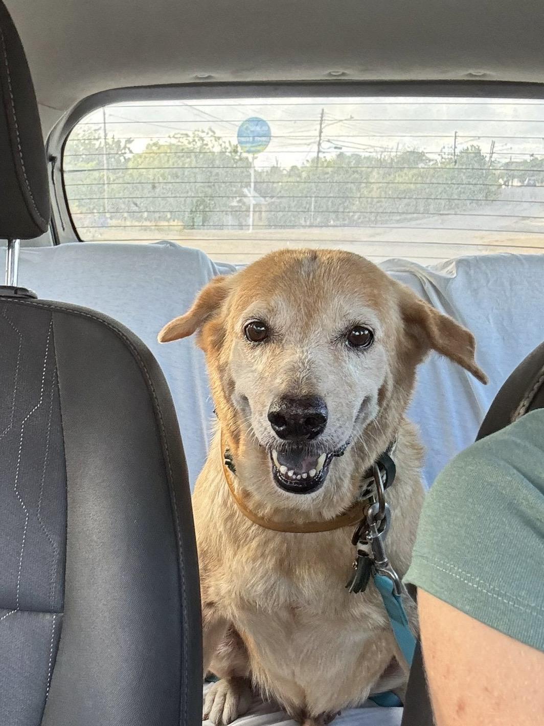 Enlarge Floppi, an adopted mixed breed in Marietta, GA image 3/5