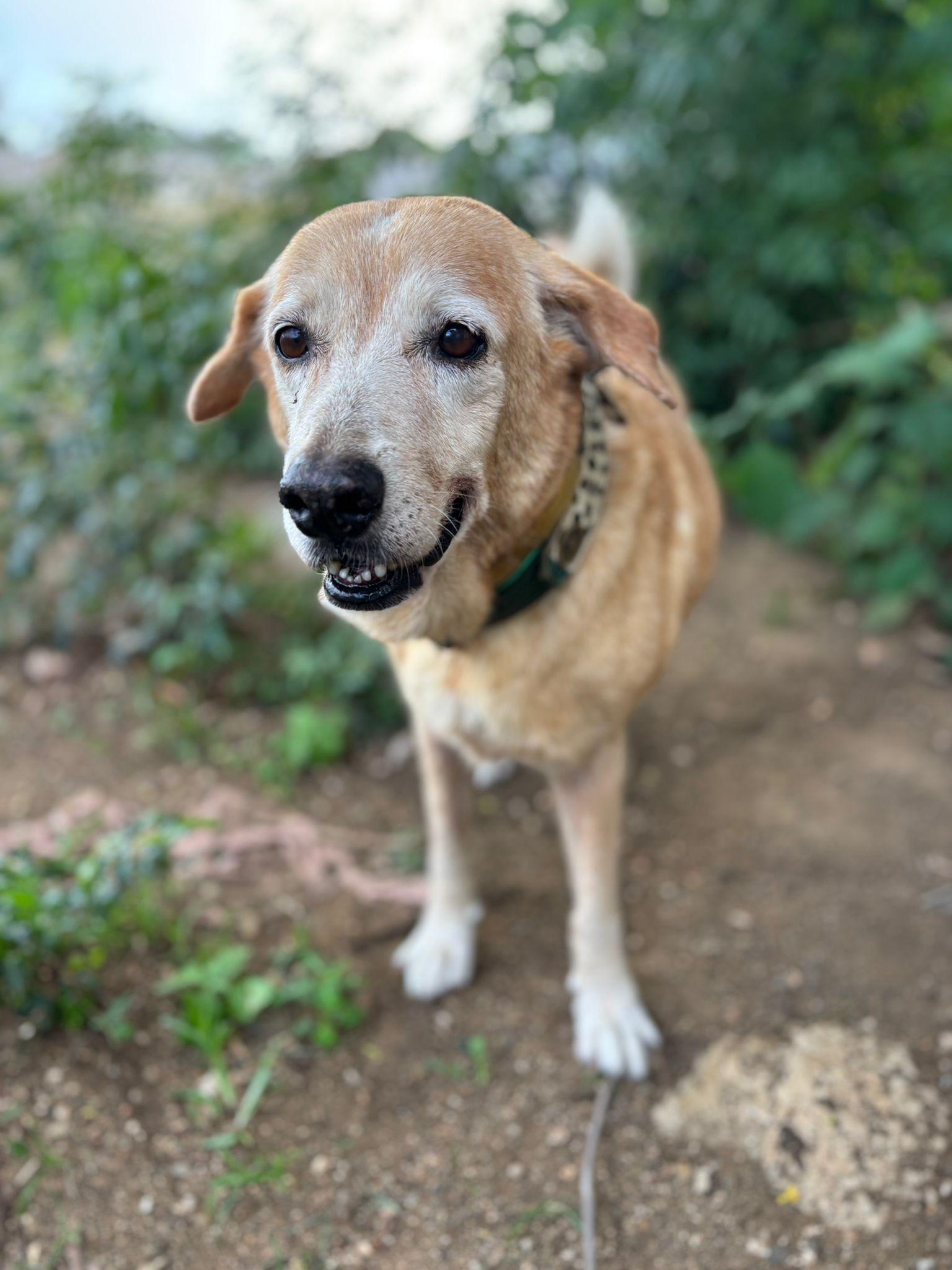 Enlarge Floppi, an adopted mixed breed in Marietta, GA image 1/5
