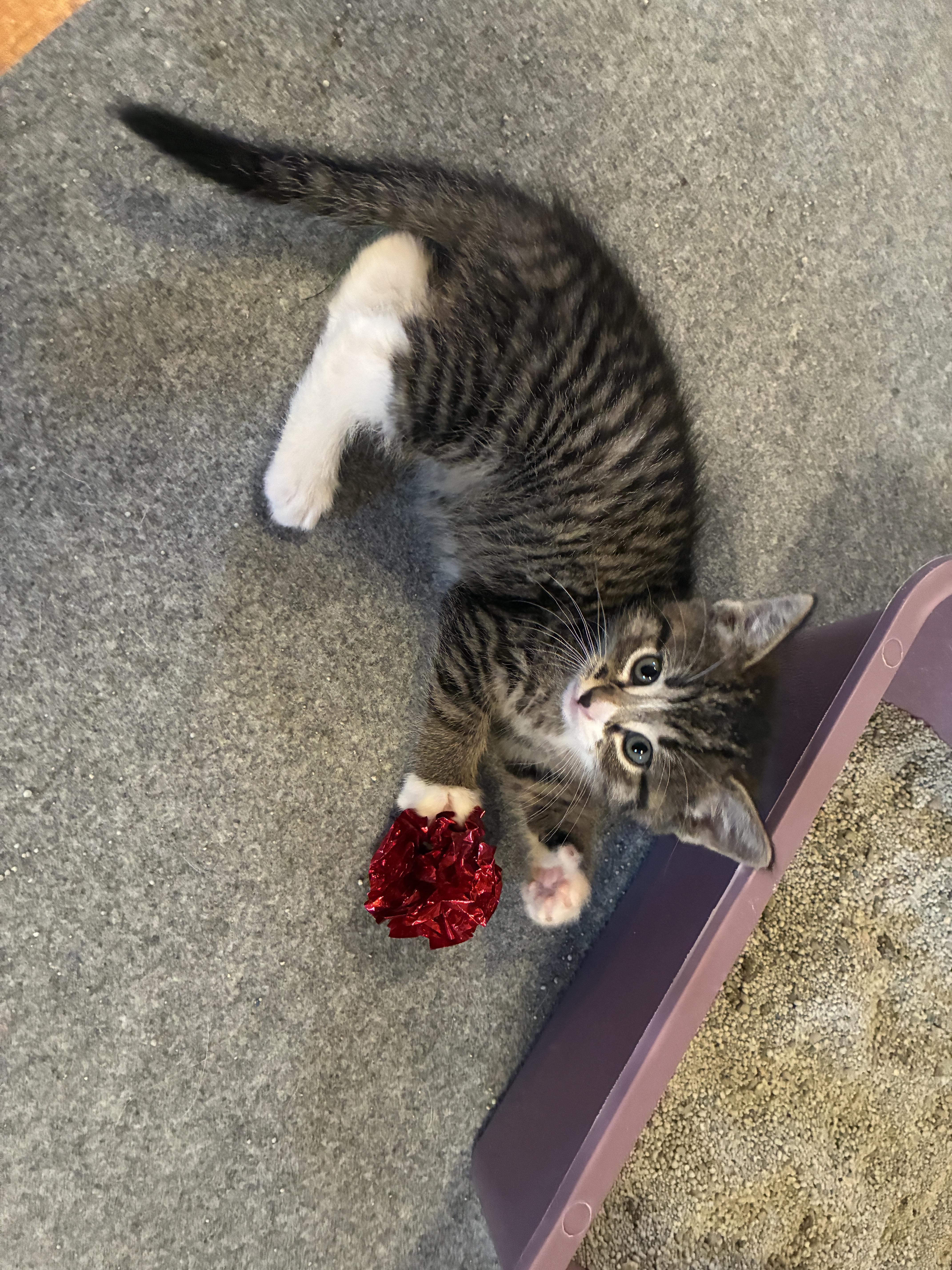 Piper, a Adoptable Domestic Short Hair in St. Ansgar, IA image 2/3