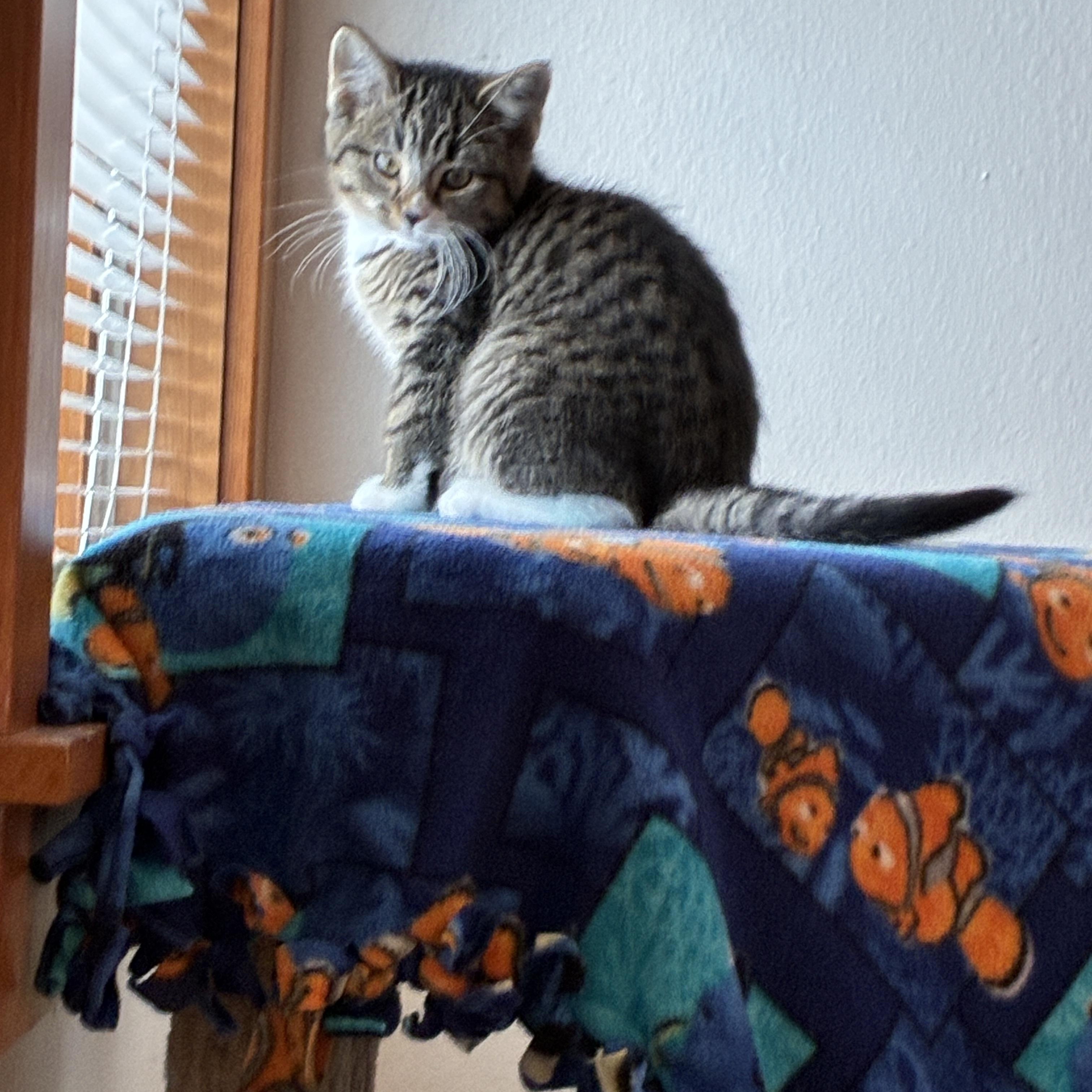 Piper, adopted, Kitten Female Domestic Short Hair.