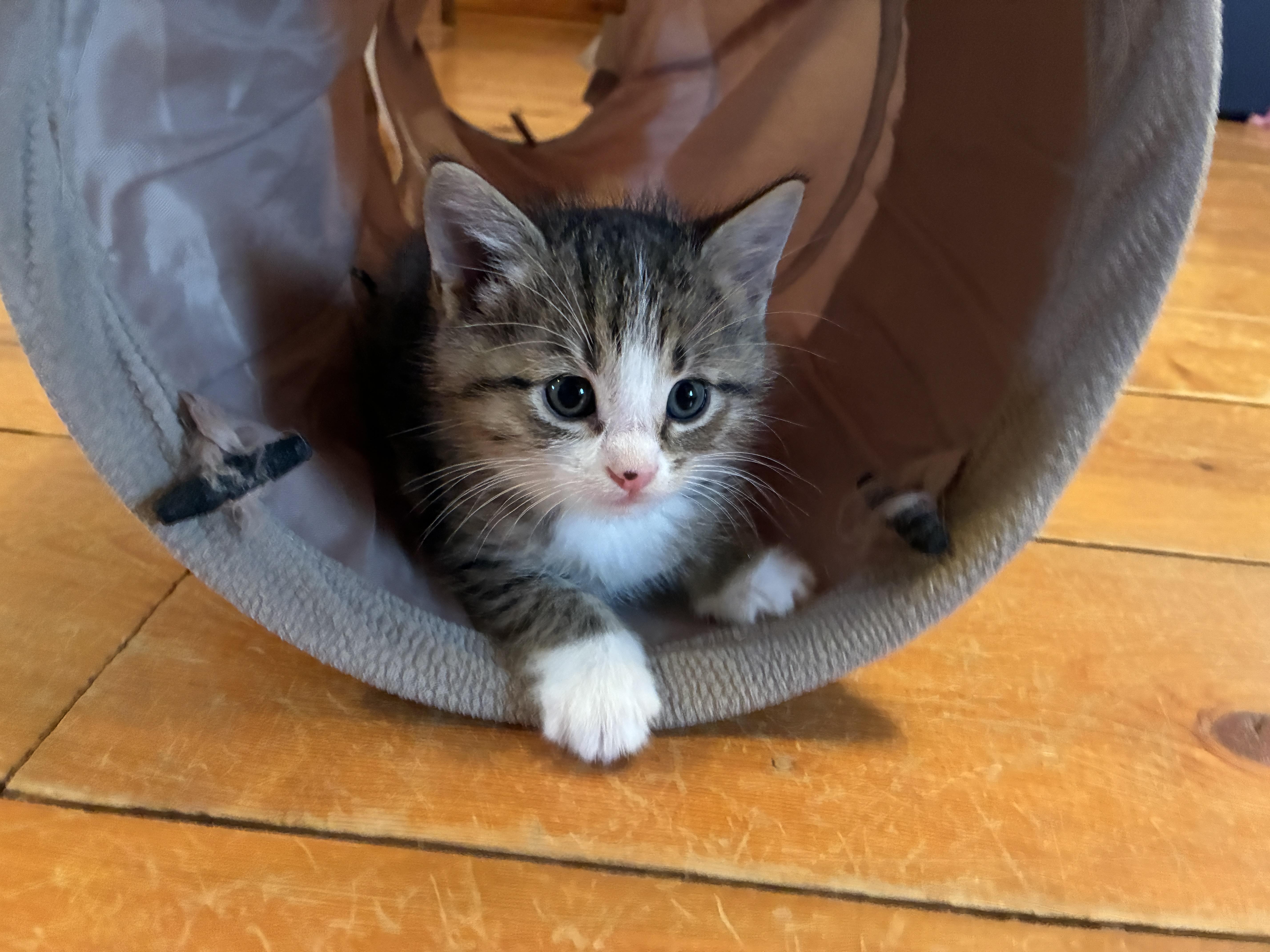 Piper, Adoptable, Kitten Female Domestic Short Hair.