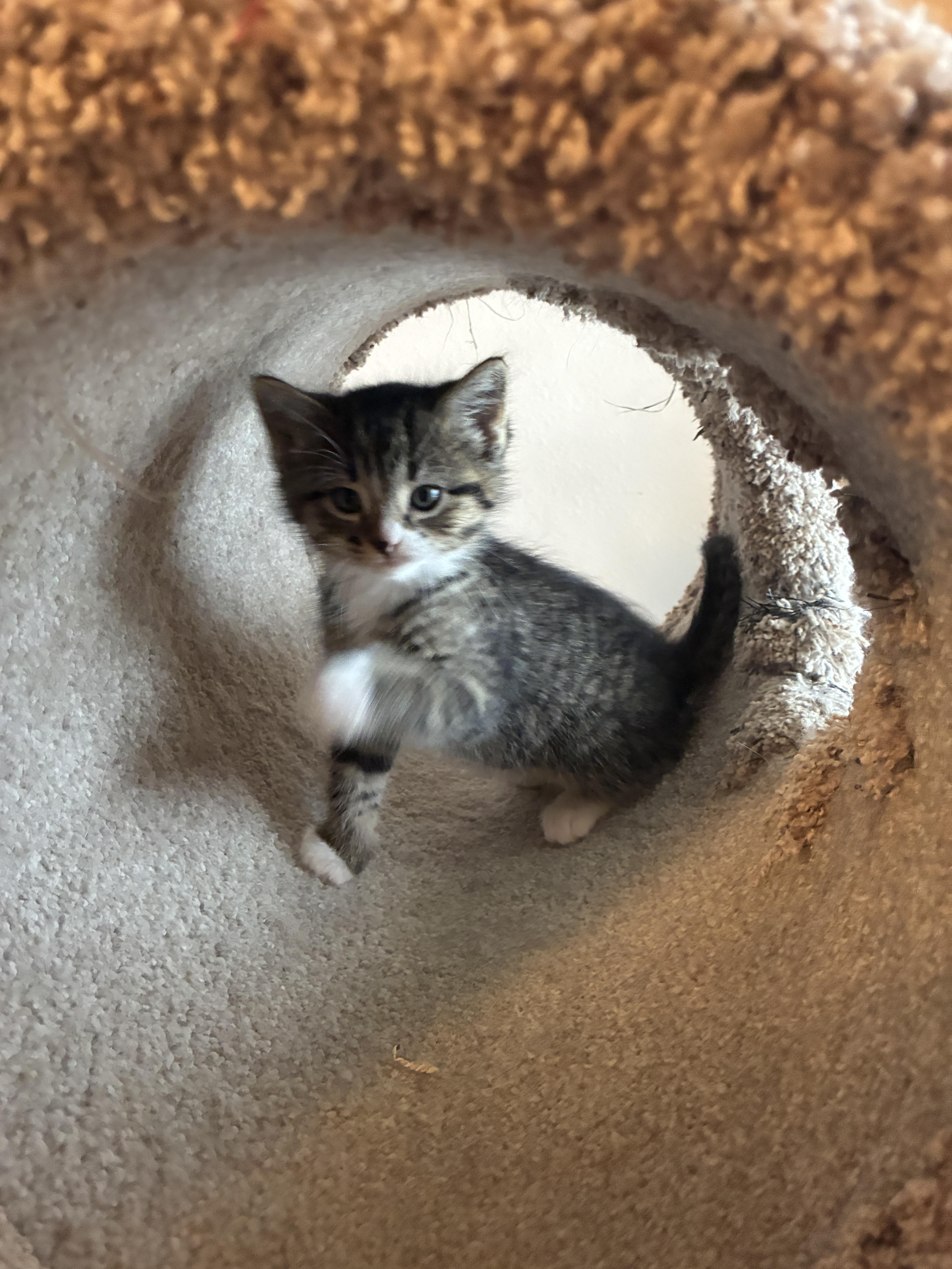 Piper, a Adoptable Domestic Short Hair in St. Ansgar, IA image 3/3