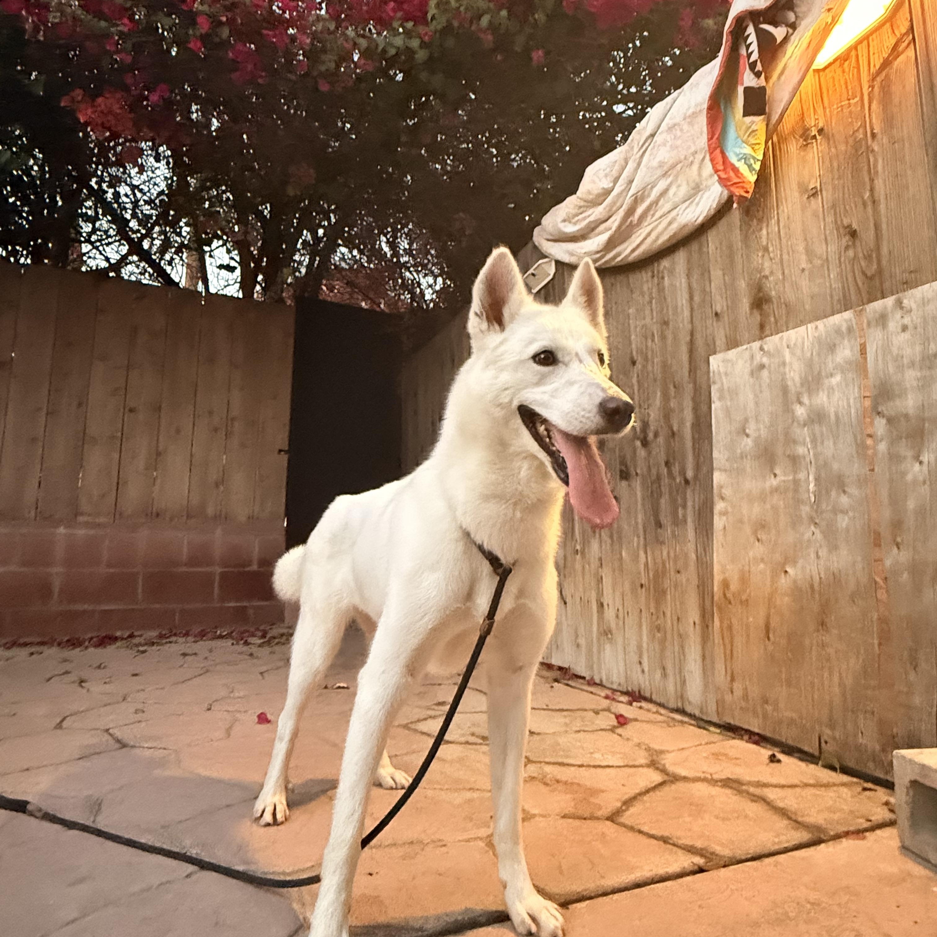 Kiki (Courtesy Post), adopted, Young Female Husky & Shepherd.